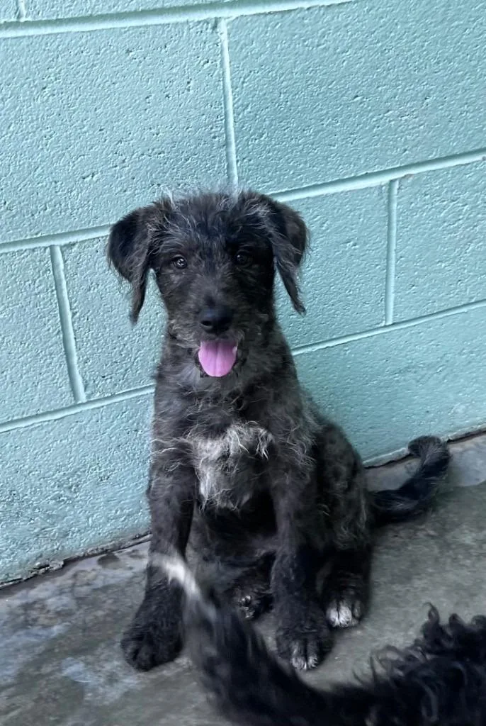 Max