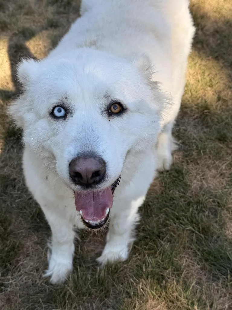 An adult large-sized female Husky dog named Poppy for adoption in Amery, WI