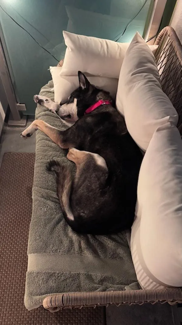 An adult large-sized male Siberian Husky dog named Lamb for adoption in San Diego, CA