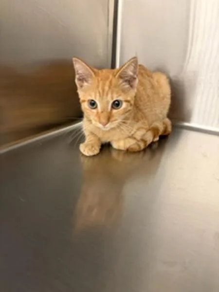 A baby small-sized male Domestic Short Hair cat named Chuckee for adoption in Morristown, TN