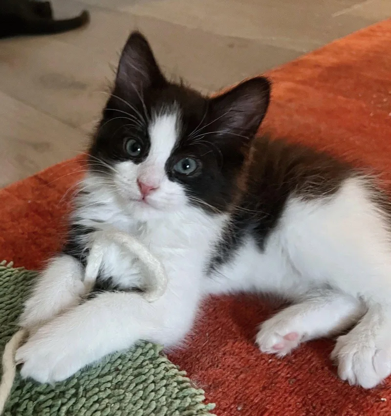A baby medium-sized male Black & White / Tuxedo Domestic Long Hair cat named Joshua for adoption in Reston, VA