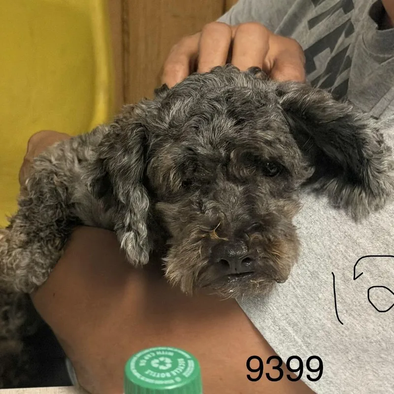 A young small-sized female Gray / Blue / Silver Maltese dog named Eclipse for adoption in Hinesville, GA