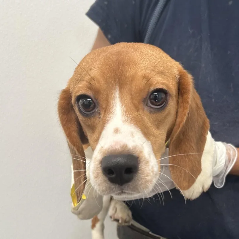 A young small-sized female Brown / Chocolate Beagle dog named Tammy Sue for adoption in LOXAHATCHEE, FL