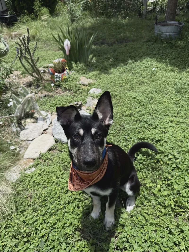 A young medium-sized male Black German Shepherd Dog dog named Buchanan for adoption in Boerne, TX