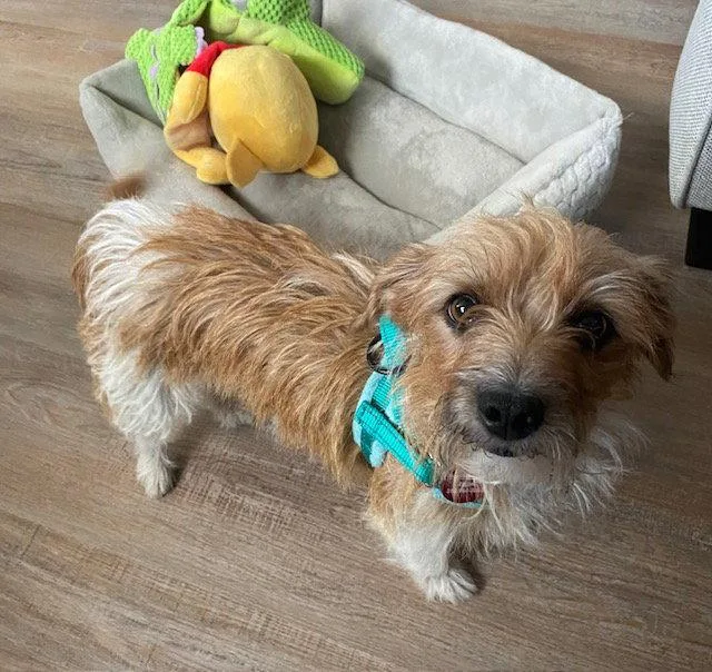 A young small-sized female Terrier dog named Luna for adoption in North Prairie, WI