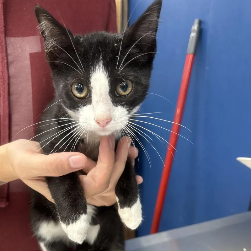 A baby small-sized female Domestic Short Hair cat named Duchess for adoption in Oak Hill, WV