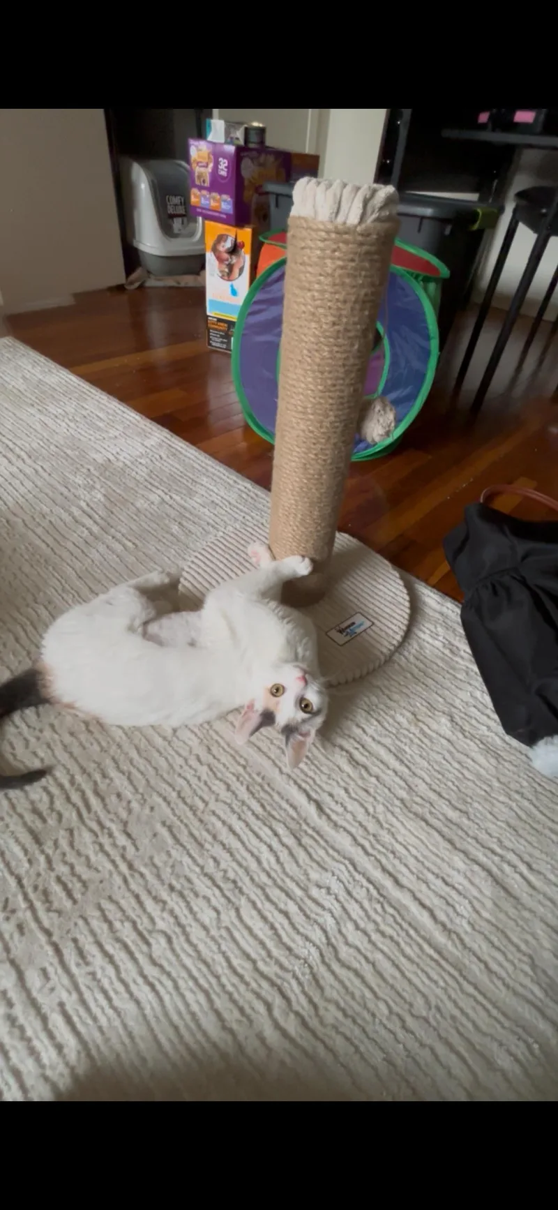 A young small-sized female Domestic Short Hair cat named Fern for adoption in Philadelphia, PA