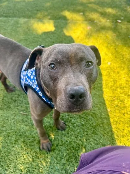 An adult large-sized male Gray / Blue / Silver Mixed Breed dog named Tic Tac for adoption in Reisterstown, MD