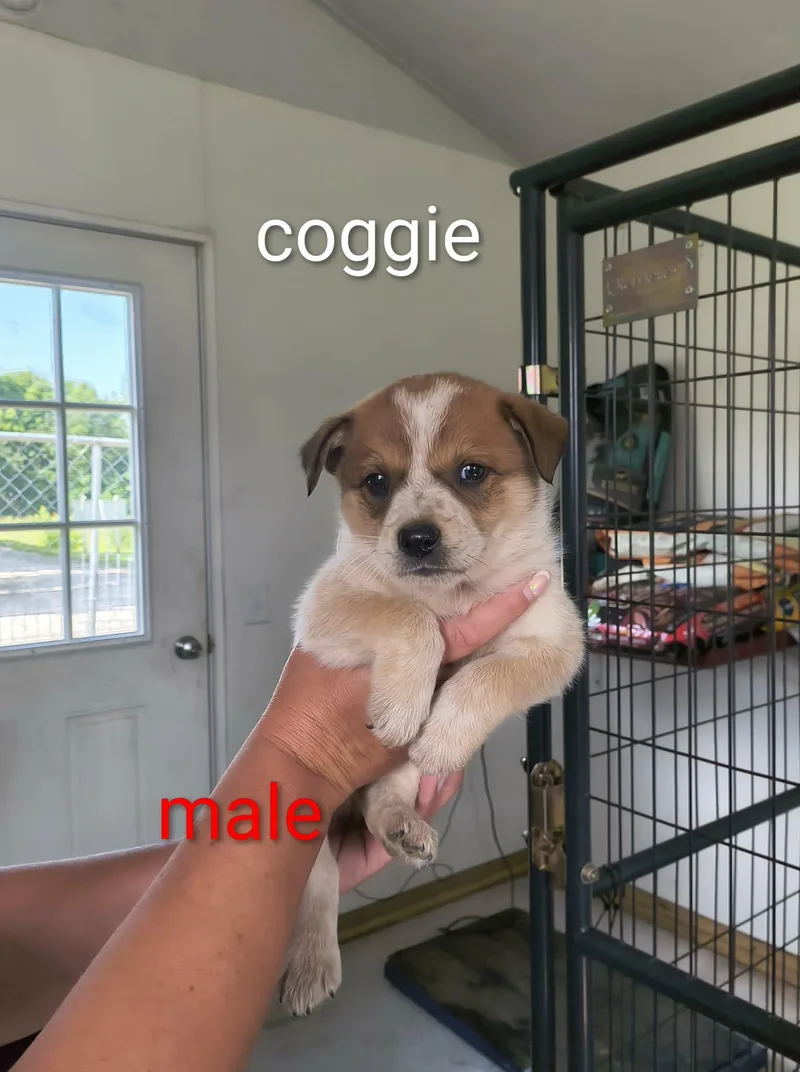 A baby large-sized female Shepherd dog named Coggie for adoption in Stover, MO