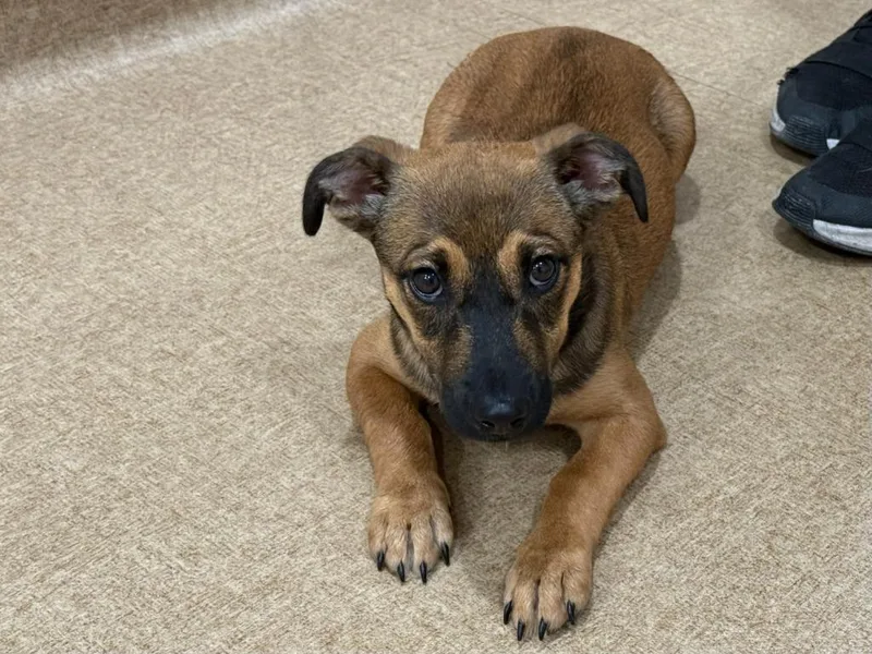 A baby medium-sized female Mixed Breed dog named Inga for adoption in Vacaville, CA