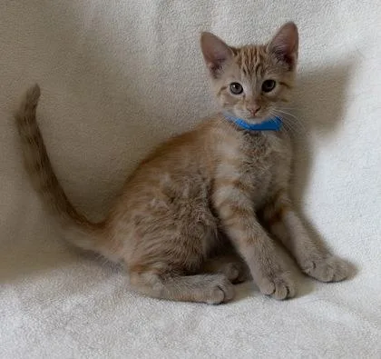 A young medium-sized male Domestic Short Hair cat named Mac for adoption in Buffalo, MN