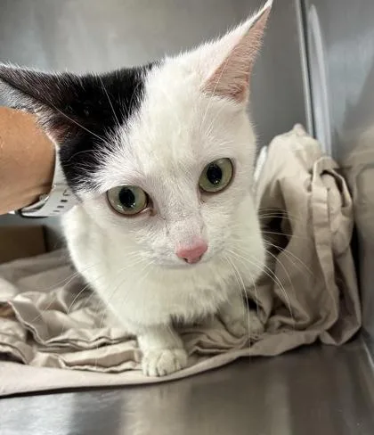 An adult medium-sized female Domestic Short Hair cat named Pixel for adoption in West Chester, PA