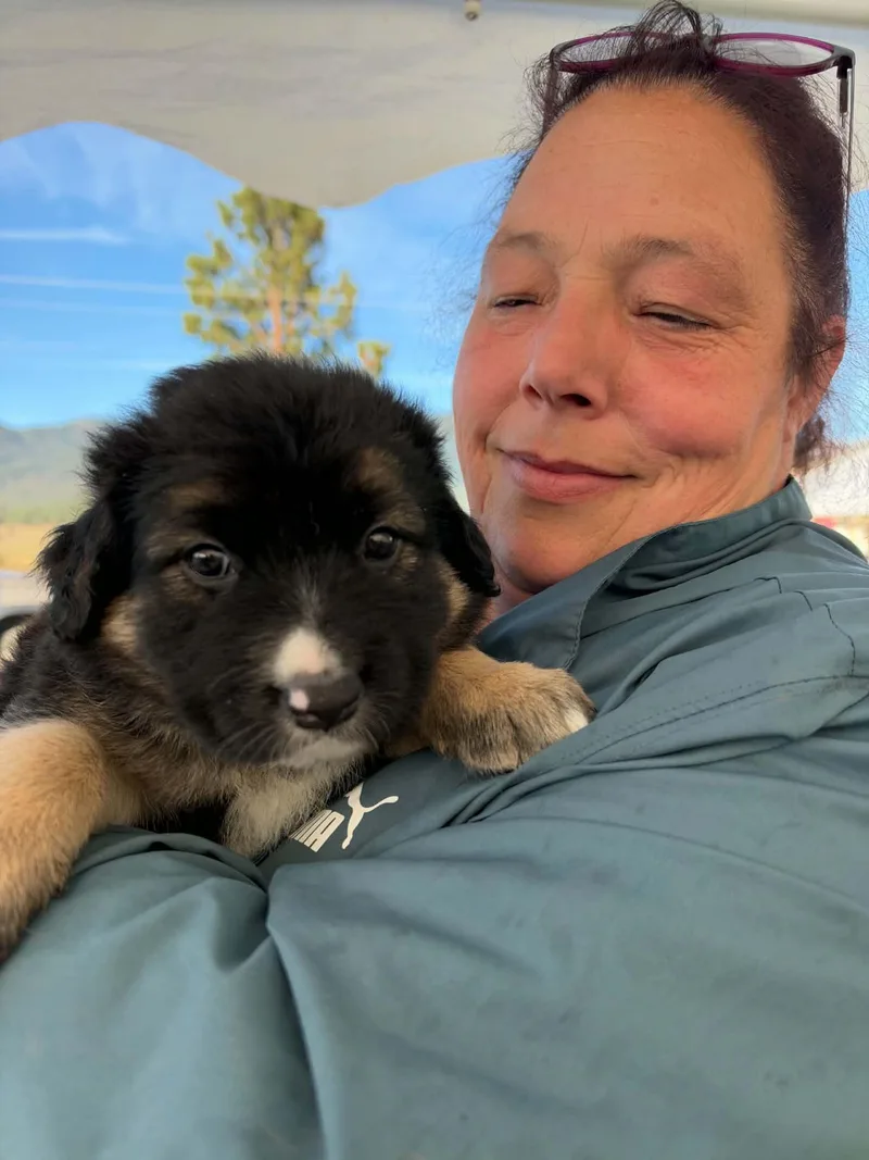 A baby large-sized female German Shepherd Dog dog named Fluff for adoption in Arlee, MT