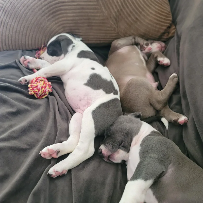 A baby medium-sized female White / Cream Pit Bull Terrier dog named Sprinkles for adoption in Dallas, TX