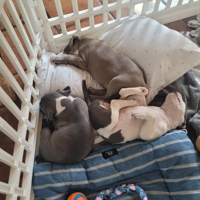 Sprinkles thumbnail 4