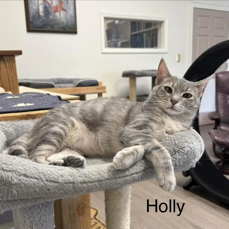 Holly
