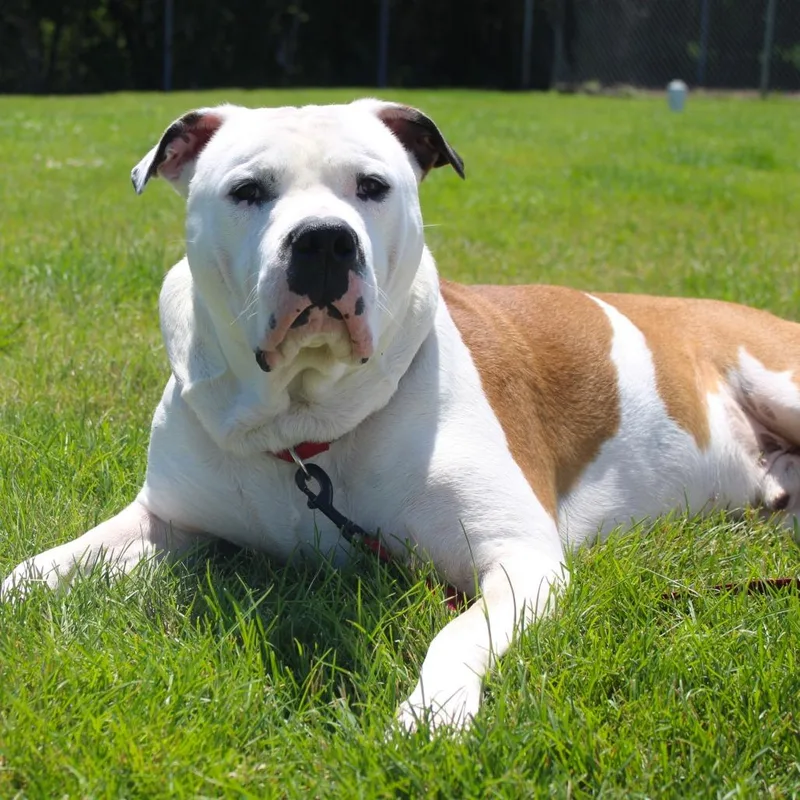 An adult large-sized male Brown / Chocolate Pit Bull Terrier dog named Clyde Barrow for adoption in Champaign, IL