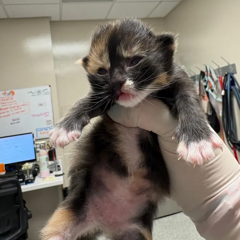 A baby small-sized female Domestic Medium Hair cat named Honey Boo Boo for adoption in Reno, NV