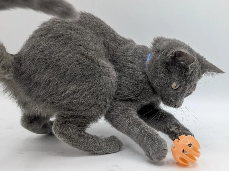 A baby small-sized male Domestic Short Hair cat named Freddie for adoption in Powell, OH