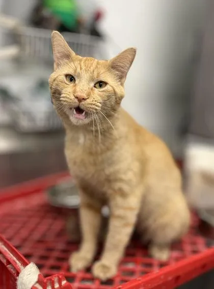 An adult large-sized male Domestic Short Hair cat named Linguini for adoption in Humboldt, IA