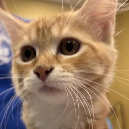 An adult medium-sized female Domestic Medium Hair cat named Julinne for adoption in Merriam, KS
