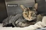 An adult medium-sized female Tabby (Brown / Chocolate) Domestic Short Hair cat named Beatrice for adoption in Moline, IL