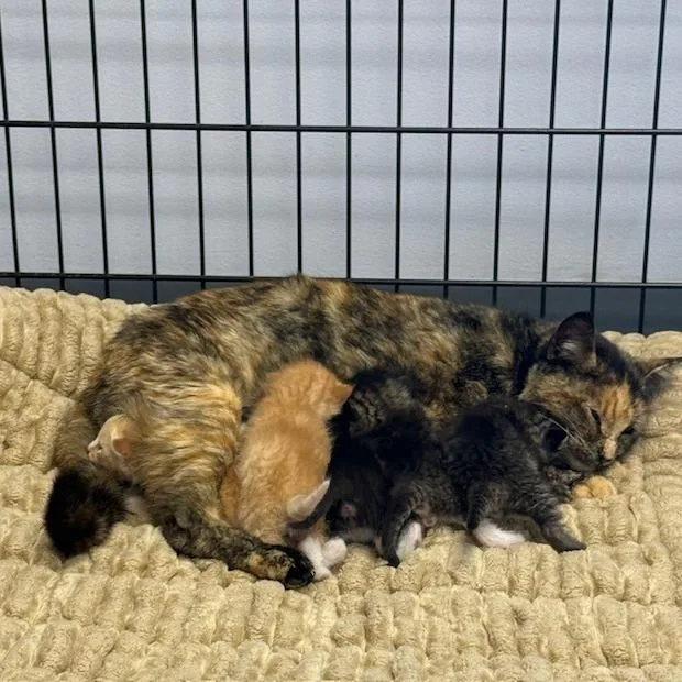 A young small-sized female Tortoiseshell Domestic Short Hair cat named Melody for adoption in Archbold , OH