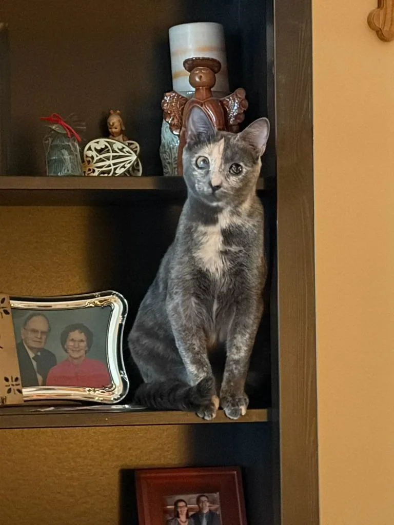 A young small-sized female Domestic Short Hair cat named Pippin for adoption in Ballwin, MO