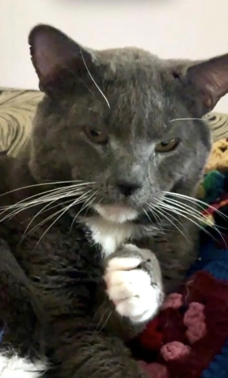 An adult medium-sized male Gray & White Domestic Short Hair cat named Buddyboo for adoption in Walled Lake, MI