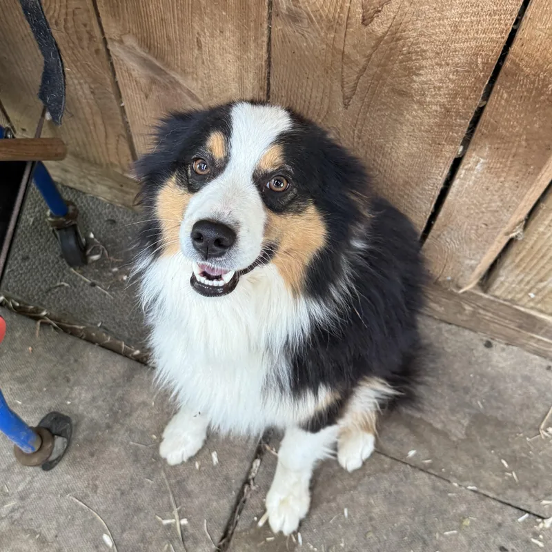 A young medium-sized male Australian Shepherd dog named Jimmy for adoption in Fries, VA