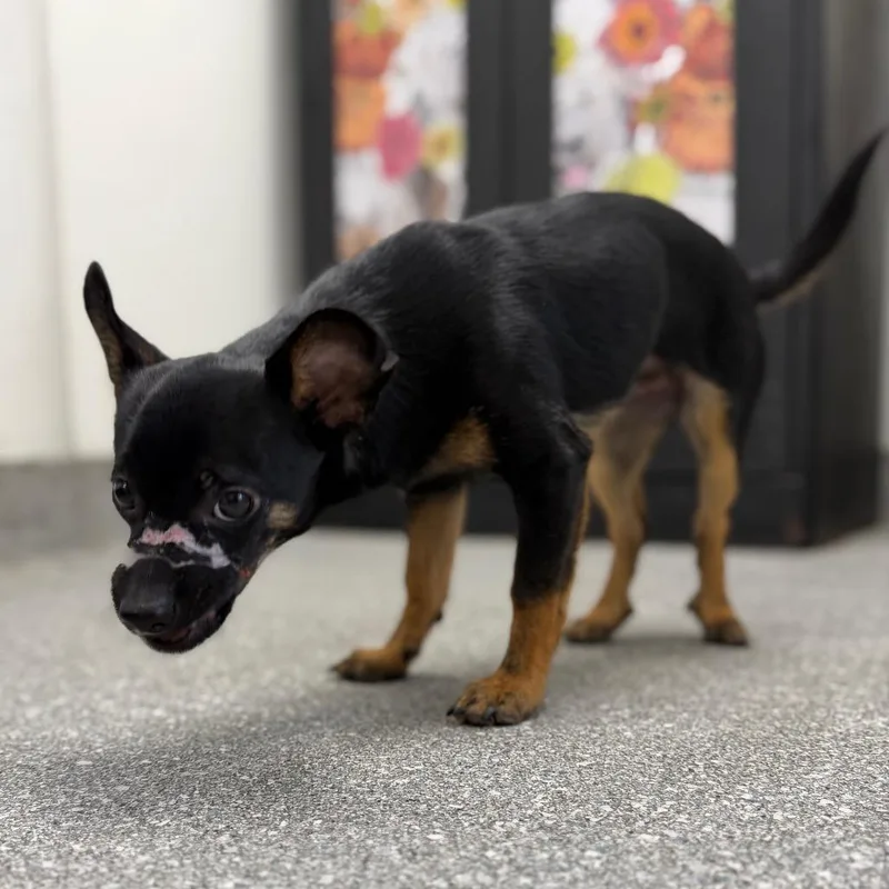 A young small-sized male Black Terrier dog named Harvey for adoption in Lakeland, FL