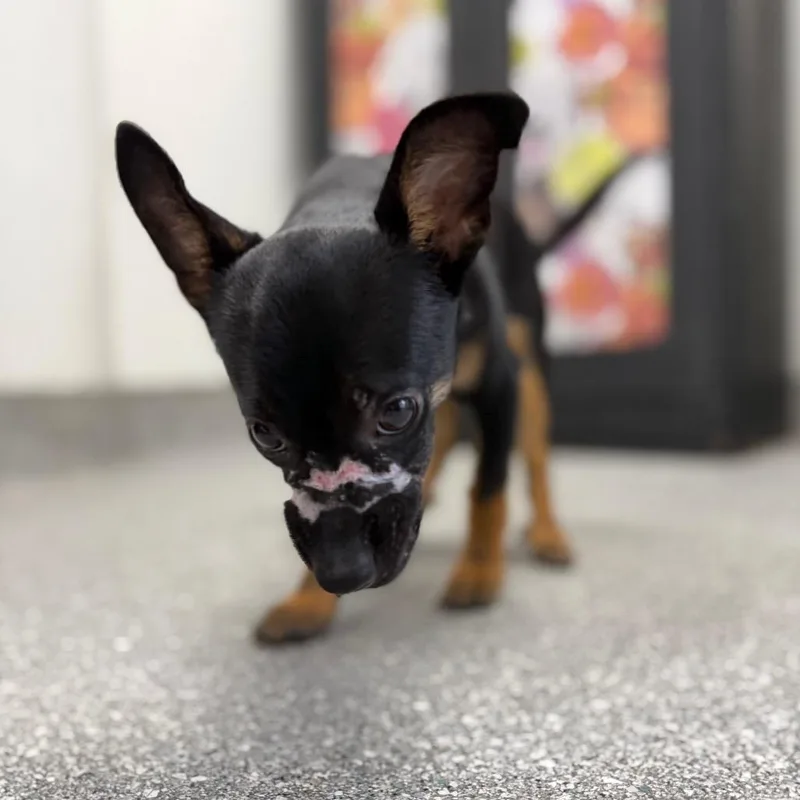 Harvey thumbnail 3