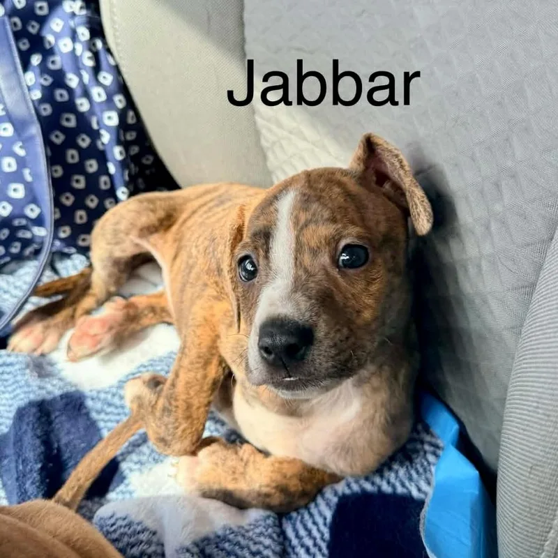 A baby medium-sized male Brindle Mixed Breed dog named Jabbar for adoption in Brewton, AL