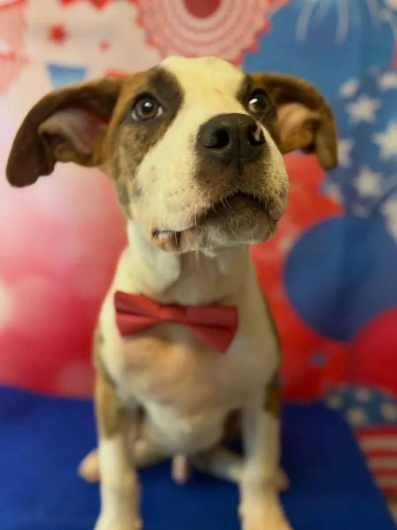 A baby medium-sized male Pit Bull Terrier dog named Wilbur for adoption in Barnhart, MO