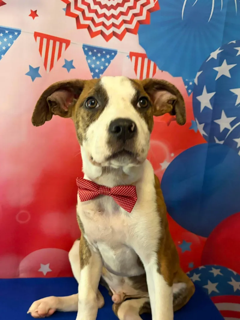 Wilbur thumbnail 3