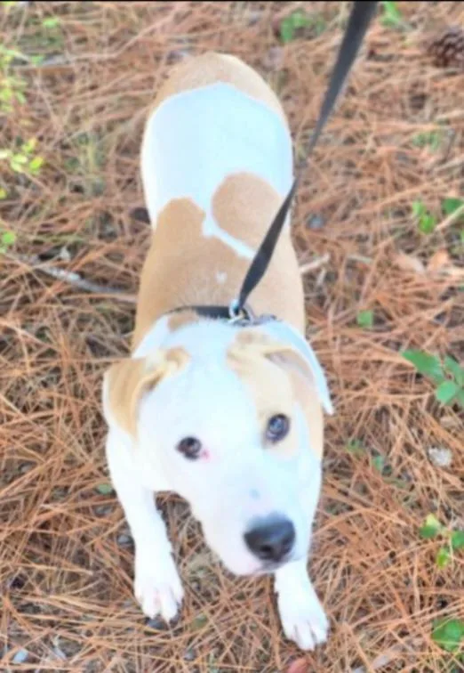 A baby medium-sized female Retriever dog named Sunshine for adoption in Thompson Falls, MT