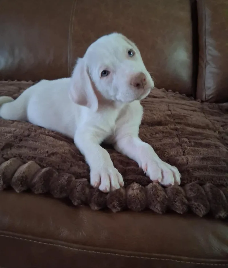 A baby medium-sized male Mixed Breed dog named Yukon for adoption in Mesa, AZ