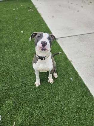 An adult large-sized male Mixed Breed dog named Sosa for adoption in Munster, IN