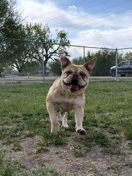 An adult medium-sized female American Bulldog dog named Princess for adoption in Scottsbluff, NE