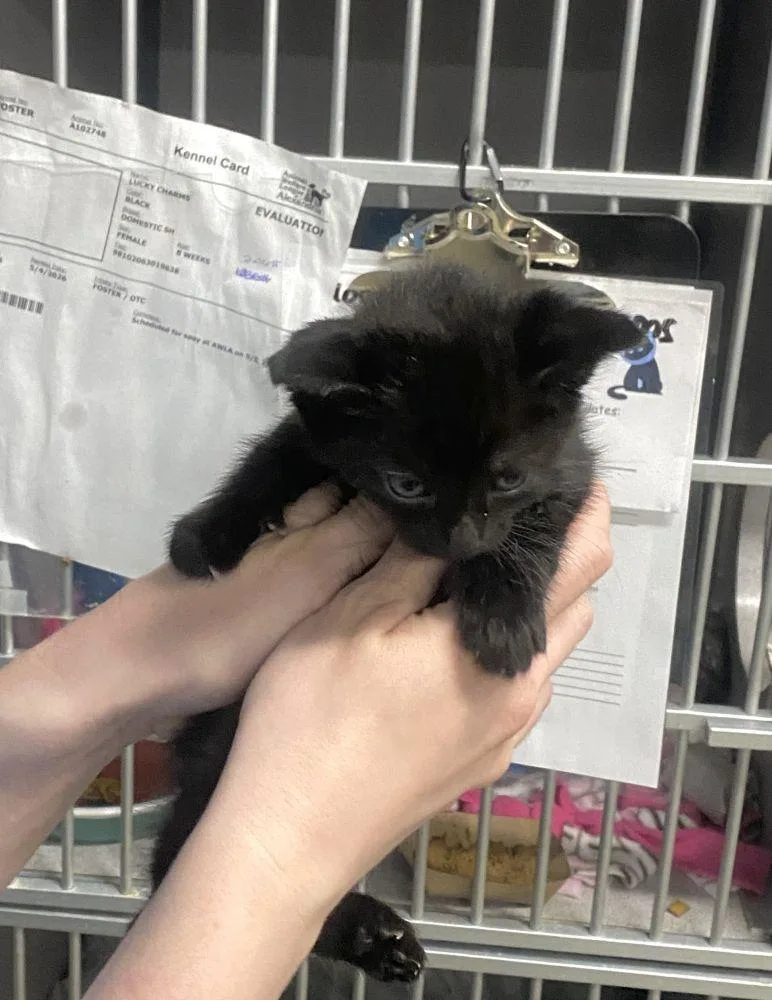 A baby small-sized male Black Domestic Short Hair cat named Potter for adoption in Alexandria, VA