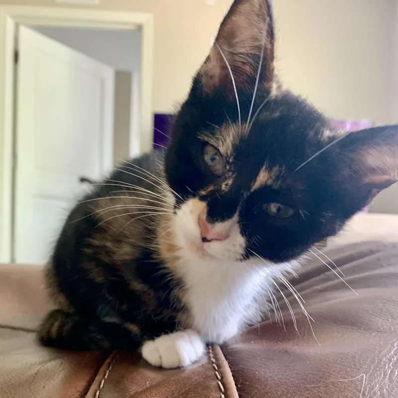A baby small-sized female Calico Domestic Short Hair cat named Dr. Bunsen Honeydew for adoption in Richmond, VA