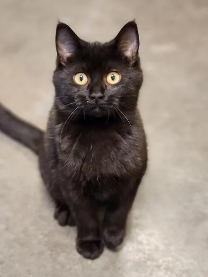 A baby medium-sized female Domestic Short Hair cat named Lolli for adoption in Independence, MO