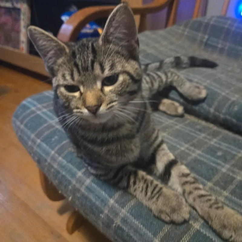 A baby small-sized female Domestic Medium Hair cat named Margarita for adoption in Lima, OH