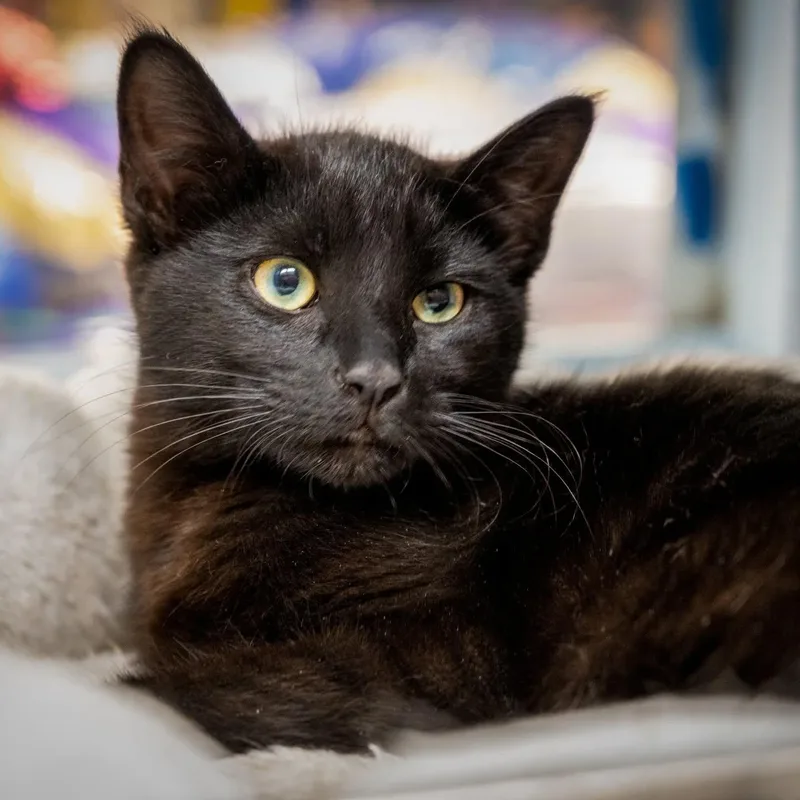 A young large-sized female Black Domestic Short Hair cat named Pepper for adoption in HANSON, MA