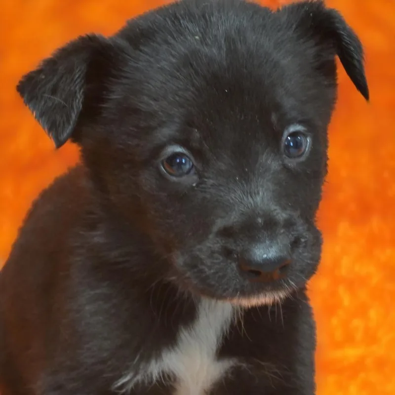 A baby medium-sized male Black Border Collie dog named Oak for adoption in Wiggins, MS