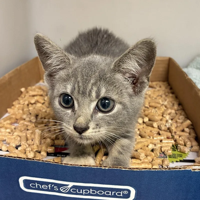 A baby small-sized female Gray / Blue / Silver Domestic Short Hair cat named 72099 for adoption in Harrisonburg, VA