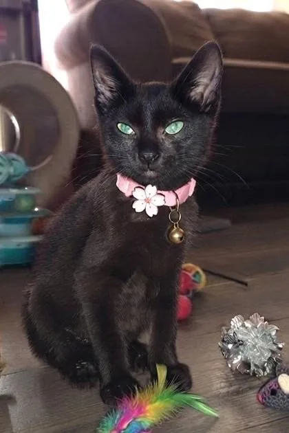 A baby small-sized female Black Domestic Short Hair cat named Samantha for adoption in Kansas City, MO