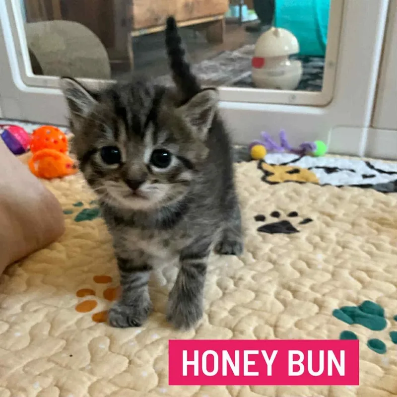 Honey Bun thumbnail 2