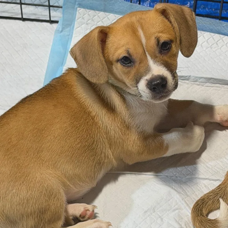 A baby small-sized female White / Cream American Staffordshire Terrier dog named Clawdia Jean for adoption in Rockville, MD