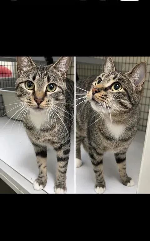 An adult medium-sized female Tabby (Brown / Chocolate) Domestic Short Hair cat named Pat for adoption in Port Lavaca, TX